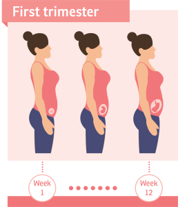 هفته اول بارداری
